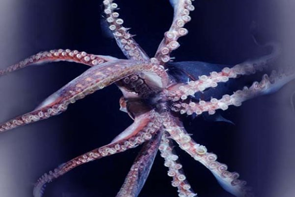 Kraken ссылки актуальные 2025 г