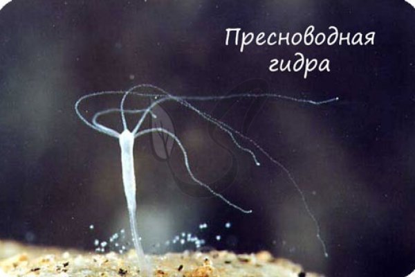 Whitenet как войти